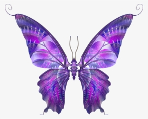 Free Desktop Wallpapers, Photos, Pictures And Backgrounds - Real Butterfly Wings Purple #914734