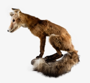 Fox Pearched On Wood Plank #916998