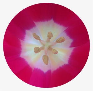 Sacred Geometry #918275