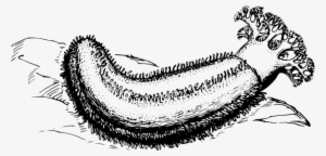 Original Png Clip Art File Sea Cucumber Svg Images #919507