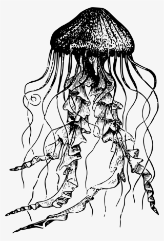 Big Image - Jellyfish Drawing #9100516
