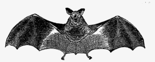 Scary Halloweeen Bat Images - Vampire Bat #9102592