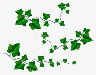 Free Png Download Vine Leaves Decorationpicture Clipart - Transparent Background Vines Clipart #9102707
