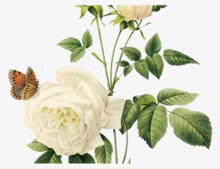 White Rose Clipart Png Format - White Flower Vintage Png #9103061