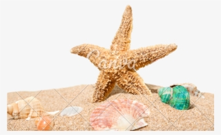 Sand Photos By Canva - Starfish Beach Png #9103232