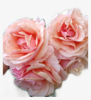 #rose #pink #floral #aesthetic #pretty #lovelty - Hybrid Tea Rose #9103234