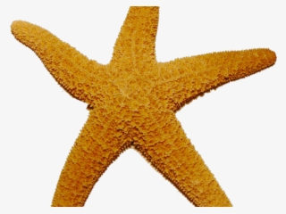 Starfish Png Transparent Images - Starfish Transparent #9103298
