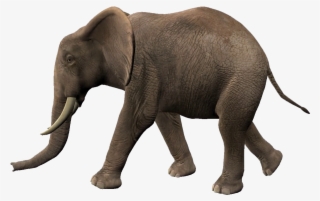 Elephant Walking Animation #9104032