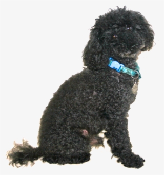 Carlos - Toy Poodle #9105025