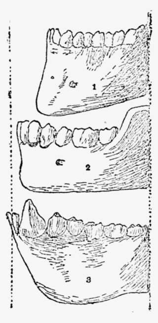 Profile Of Lower Jaws - Line Art #9106456