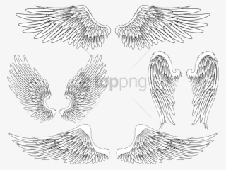 Free Png Download Angel Wing Bird Feather Png Images - Feathered Angel Wings Drawing #9109736
