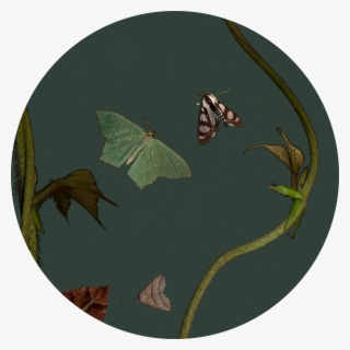 “untitled ”, - Moth #9111071