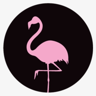Greater Flamingo #9111085