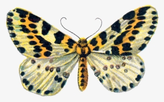 File - Abraxas Grossulariata - Png - Riodinidae #9111209