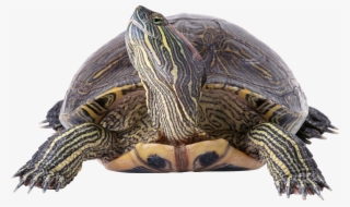 Download Turtle Png Transparent Images Transparent - 1366 768 高清 壁纸 #9113728