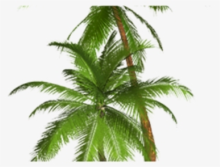 Palm Tree Clipart Transparent Png - Png Format Palm Tree Png #9114120