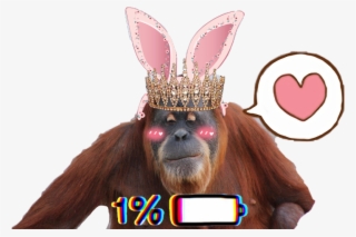 Orangutan #9118509