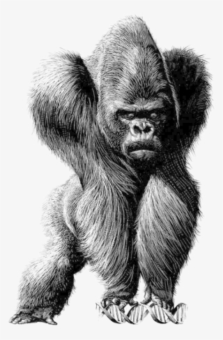 Clip Art Transparent Library Spain Chile Satire Illustration - Gorilla Illustration #9118552