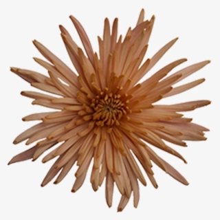 Anastasia Bronze Fuji Anastasia Bronze Fuji - Chrysanths #9118951