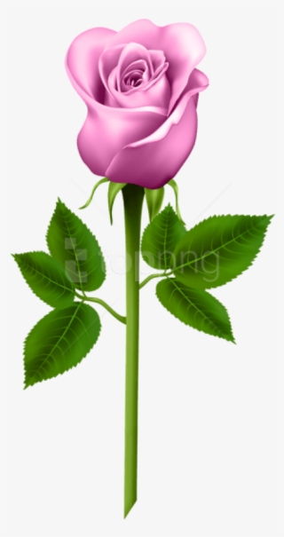 Free Png Download Pink Rose Png Images Background Png - Roses Png #9119350