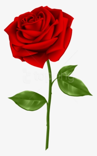 Free Png Download Red Rose Png Images Background Png - Red Rose With Transparent Background #9119355