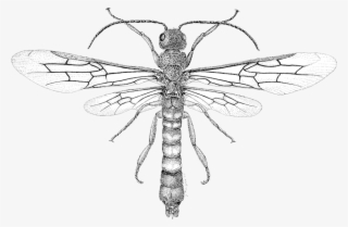Dragonfly Tattoos Png Background - Bugs And Insects Drawings #9122944