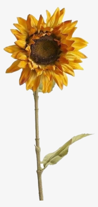 Sunflower Sticker #9124515
