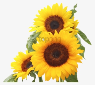 Free Png Sunflower Png Png Image With Transparent Background - Sunflower Background Hd White #9124599