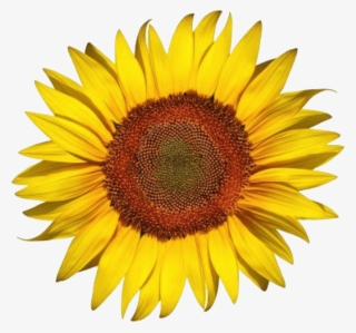 Free Png White Sunflower Png Png Image With Transparent - Common Sunflower #9124686