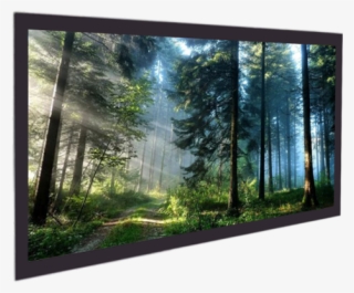 Jk - Majestic Forest #9127767