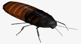 Cockroach Png - Madagascar Hissing Roaches Png #9128732