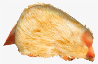 Southern Marsupial Mole - Lion Skin Texture #9130668