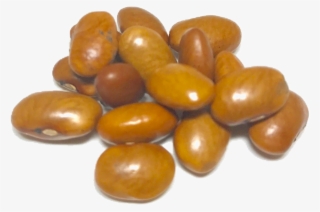 Shady Side Farm - Peanut #9134946