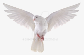 Dove Png Transparent Background - Flying Dove #9136138