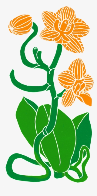 Orchid Plant #9137006