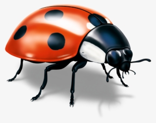 Broschüren Mit Klebebindung Können Mit Hochwertiger - Ladybug #9137265