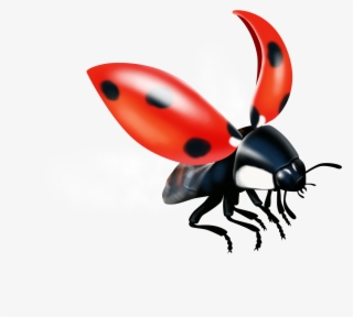 Broschüren Mit Klebebindung Können Mit Hochwertiger - Ladybug #9137482