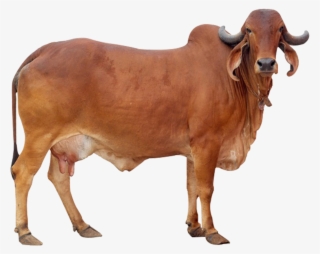 Distinctive Features Of Gir Cow - Desi Gir Cow Png #9139208