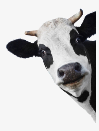 Sunday 28 April - Vache Face #9139383