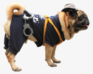 Related Wallpapers - Pug #9139448