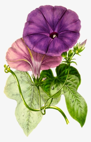 Plant, Flower, Nature, Leaf, Isolated, Vintage, Blossom - Pansy Flower Hd Png #9139951