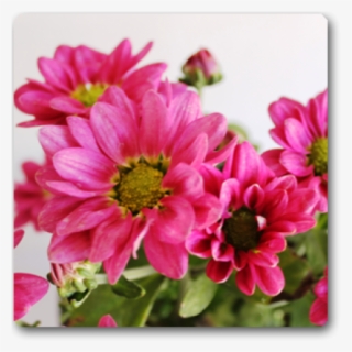 Shevanti Chrysanthemum Shevanti Rani Plant - Zinnia Angustifolia #9140310