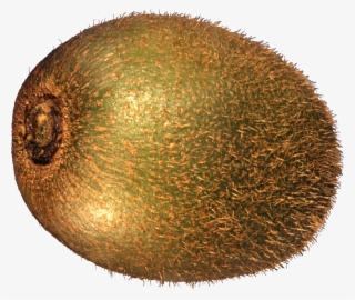 Kiwi Fruit Transparent Background #9140936
