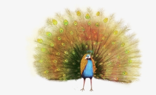 Peafowl Painting Illustration Transprent - Pavo Real En Fondo Transparente #9144907