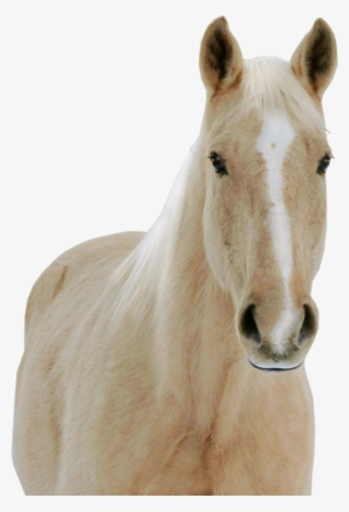 The Horse - Stallion #9145994