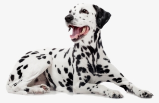 Dalmatian - - Dalmatiner #9150518