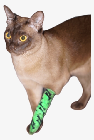 Loki Bandage 1 Web Transparent - Burmese #9150775