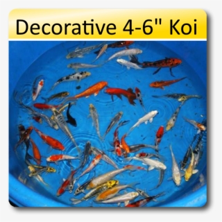 Decorative 4 6 Koi 4 6 Decorative Koi [dec46] - Koi #9150825