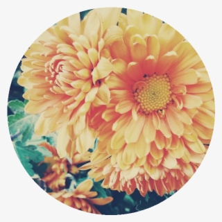 Cosmos Are Bright Delicate, Colorful Flowers - Crown Daisy #9151882