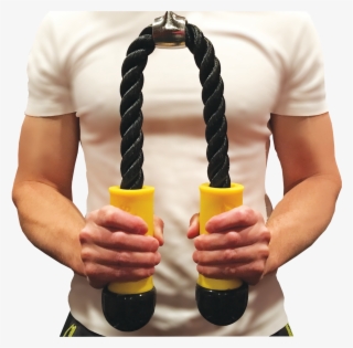 Triceps Brachii Muscle #9154062